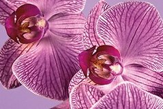 Pantone’s Color of the Year Pantone’s Color of the Year