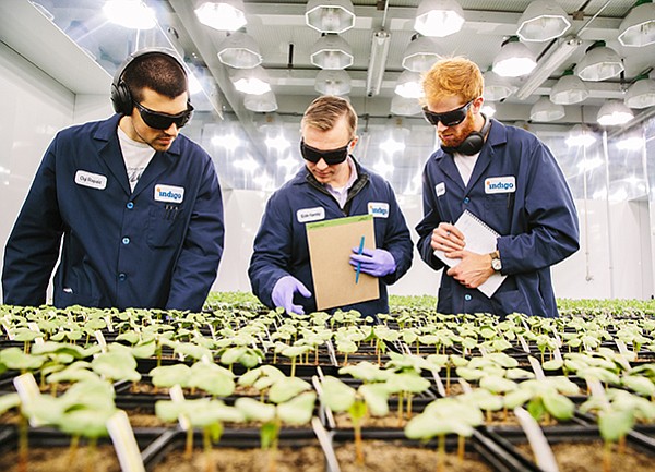 Technicians monitor Indigo Ag seedlings.