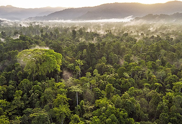 Canopy now has 156 brands—with revenues totaling more than $78.5 billion—joining its Pack4Good initiative, which is focused on eliminating forest fibers from packaging. | Photo courtesy of Paul Hilton / the Leuser Ecosystem Indonesia