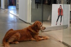 Showroom Dog