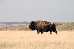 Patagonia Hopes to Restore the Great Plains