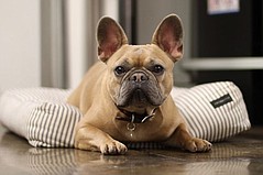 Crooks & Castles – To the Dogs!