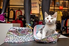 Skechers’ Philanthropic Efforts for Animals Surpass $7 Million in Donations Skechers’ Philanthropic Efforts for Animals Surpass $7 Million in Donations