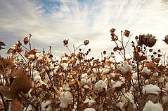 Supima and TextileGenesis Form Strategic Partnership for Cotton Traceability Standards