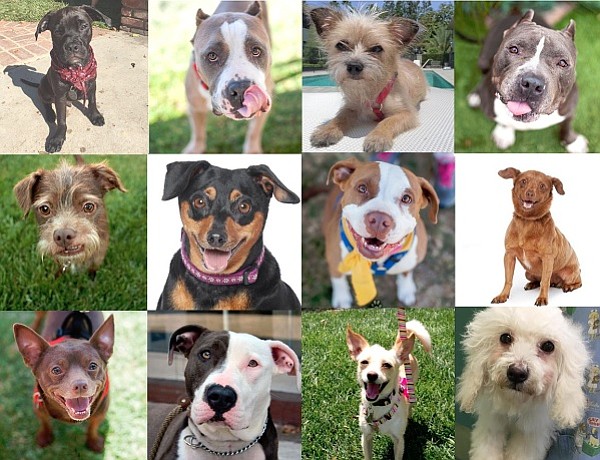These good dogs are currently available to adopt through Wags and Walks (www.wagsandwalks.org)