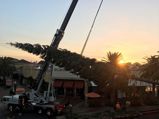 115-foot tree arrives at Citadel Outlets. Pictures courtesy of Citadel Outlets.