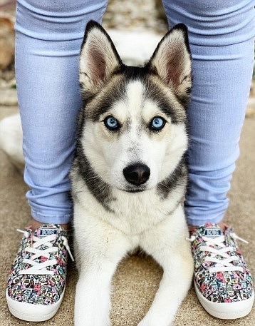 Kiky the Husky pictured next to BOBS Beach Bingo Rovers Rally style
Photo: Skechers