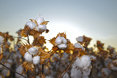 ADNAS Receives Notice of Allowance on Cotton-Tagging Technology Patent