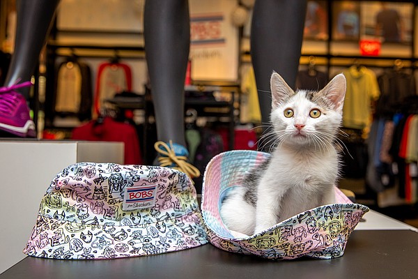 BOBS, the philanthropic division for Skechers, reached a new donation milestone for animals in need by surpassing $7 million.