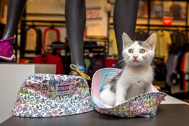 BOBS, the philanthropic division for Skechers, reached a new donation milestone for animals in need by surpassing $7 million.