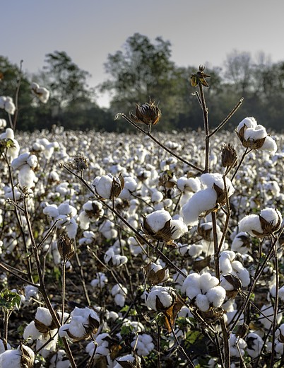 Defoliated cotton plants ready for harvest in early November in Alabama