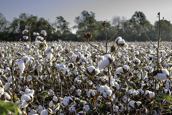 Defoliated cotton plants ready for harvest in early November in Alabama